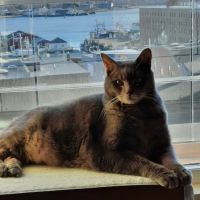 Cilley Veterinary Clinic ico