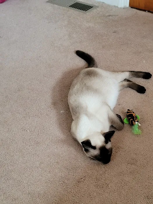 Meezerpaws Cattery 1