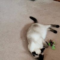 Meezerpaws Cattery ico