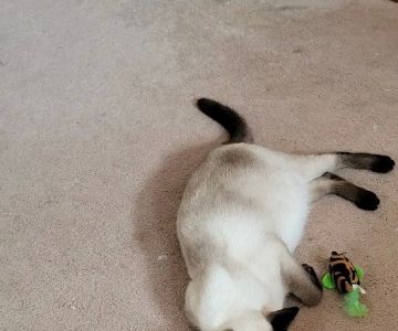 Meezerpaws Cattery