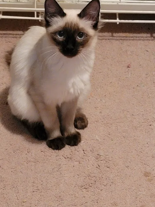 Meezerpaws Cattery 9