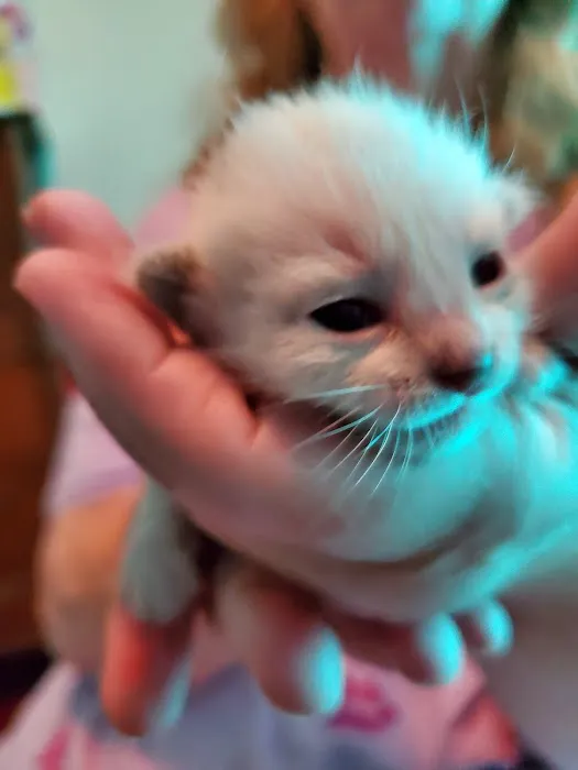 Meezerpaws Cattery 10