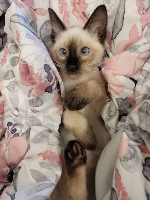 Meezerpaws Cattery 5
