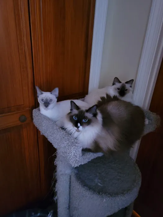 Meezerpaws Cattery 3