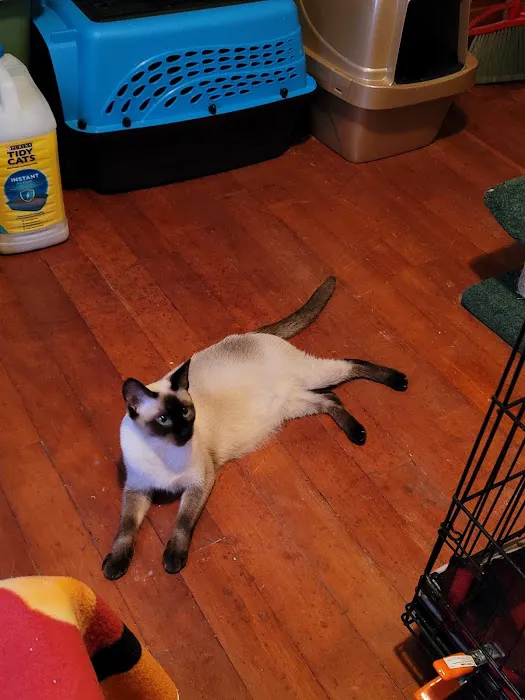 Meezerpaws Cattery 4