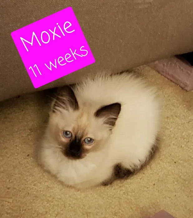 Meezerpaws Cattery 6