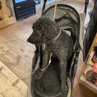 Kearsarge Veterinary Clinic ico