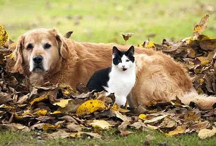 Pleasant Lake Veterinary Hospital 5