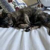 Pleasant Lake Veterinary Hospital ico
