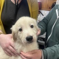 Wendell Veterinary Clinic ico
