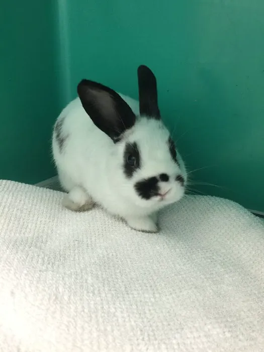 Wendell Veterinary Clinic 10