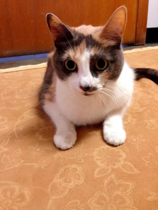 Wendell Veterinary Clinic 5