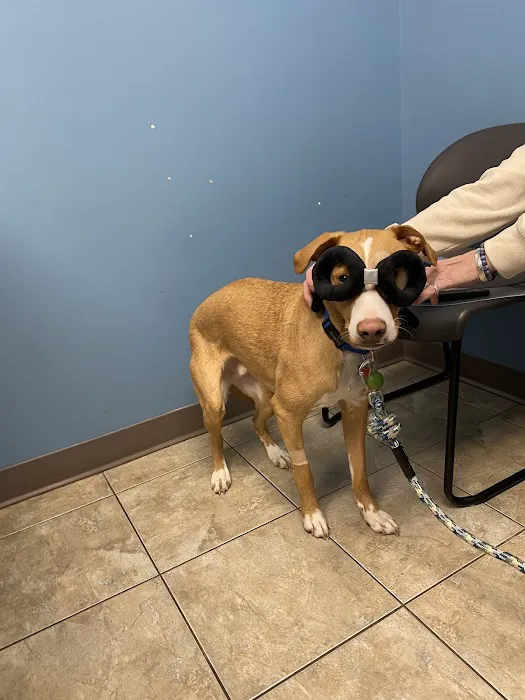VCA Capital Area Veterinary Emergency and Specialty 8