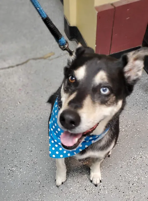 Northside Animal Hospital 9