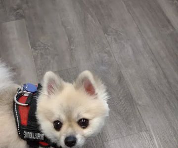 Northside Animal Hospital