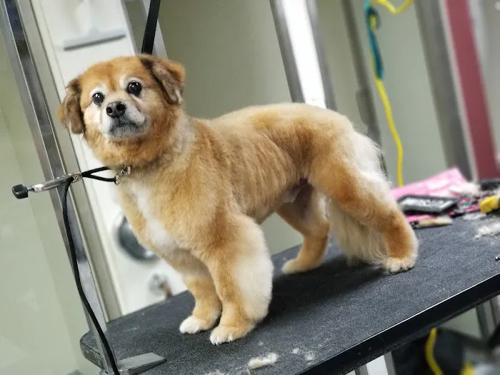 Northside Animal Hospital 4