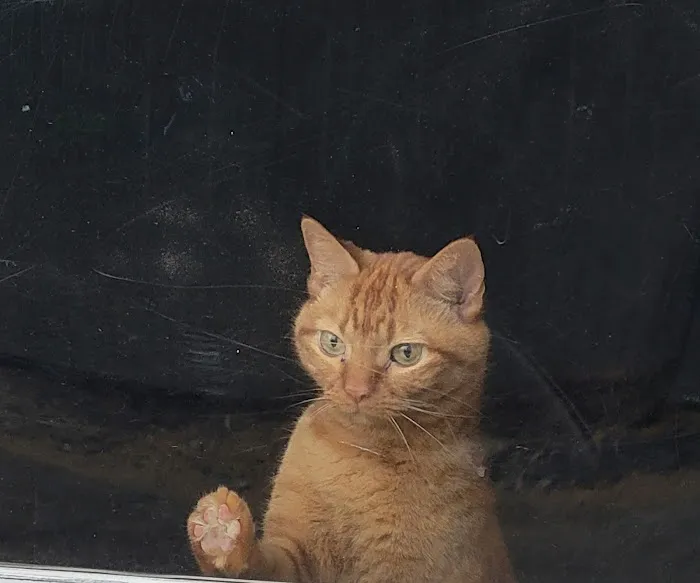 Caring Hands Animal Hospital: Feltz Tim DVM 4