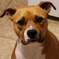 Caring Hands Animal Hospital: Feltz Tim DVM ico