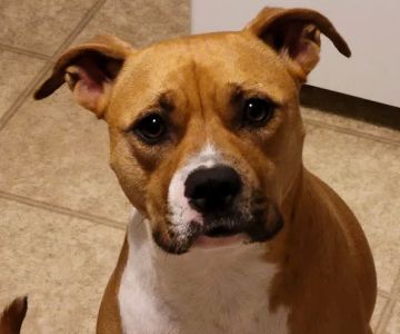 Caring Hands Animal Hospital: Feltz Tim DVM