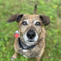 Best Friends Animal Hospital ico