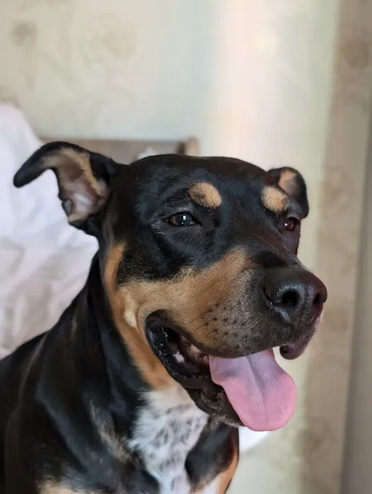 Best Friends Animal Hospital 7