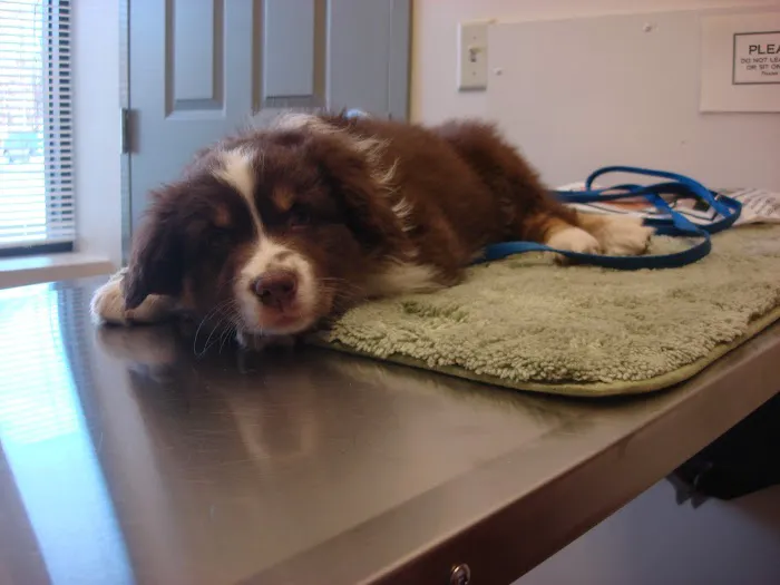 Best Friends Animal Hospital 9
