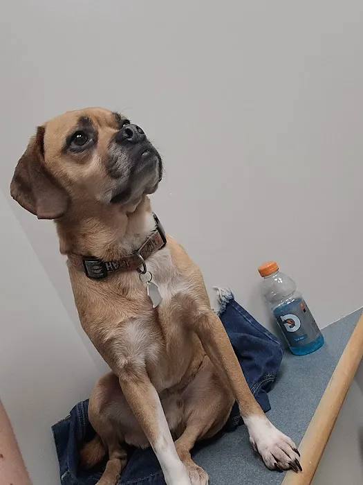 Manchester Animal Hospital 1