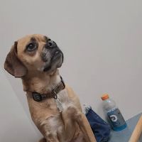 Manchester Animal Hospital ico