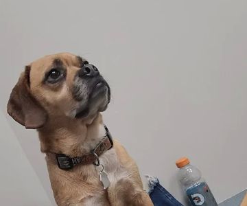 Manchester Animal Hospital