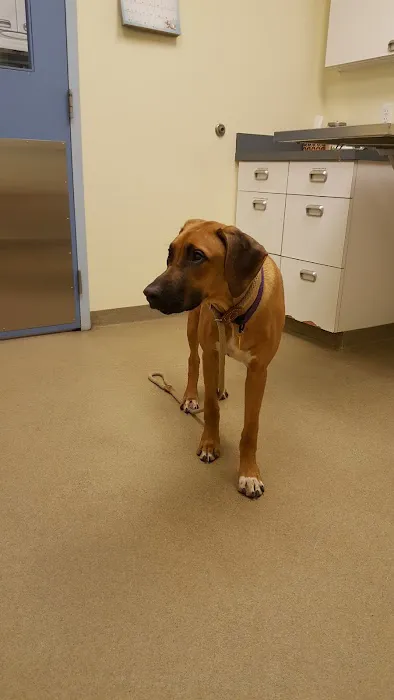 Manchester Animal Hospital 5