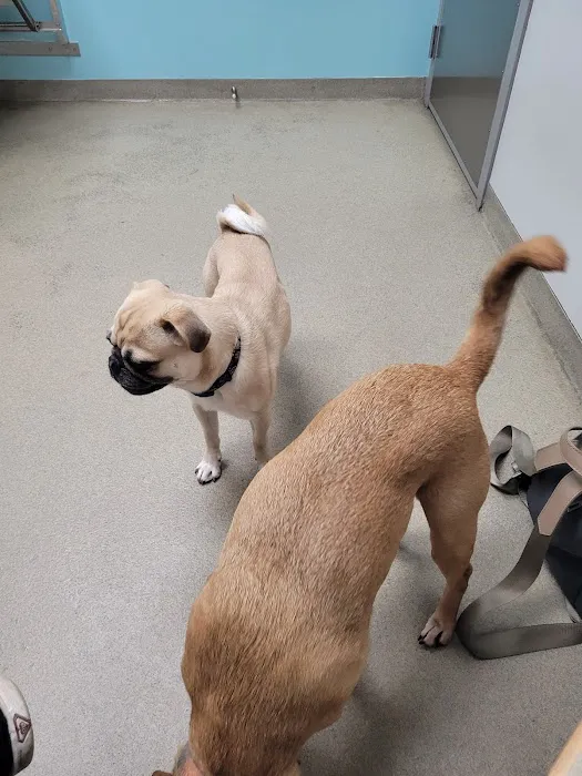 Manchester Animal Hospital 3