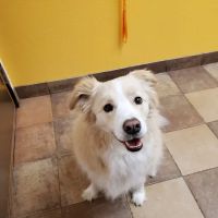 Banfield Pet Hospital ico