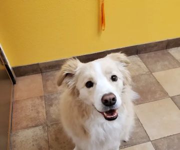 Banfield Pet Hospital