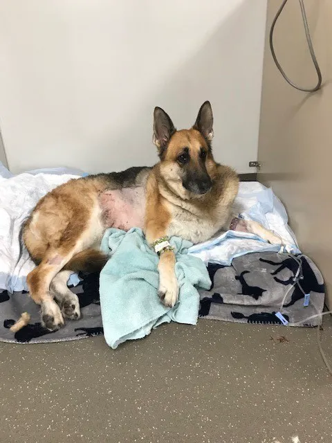 Banfield Pet Hospital 3
