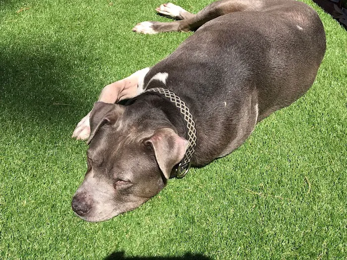 Banfield Pet Hospital 6