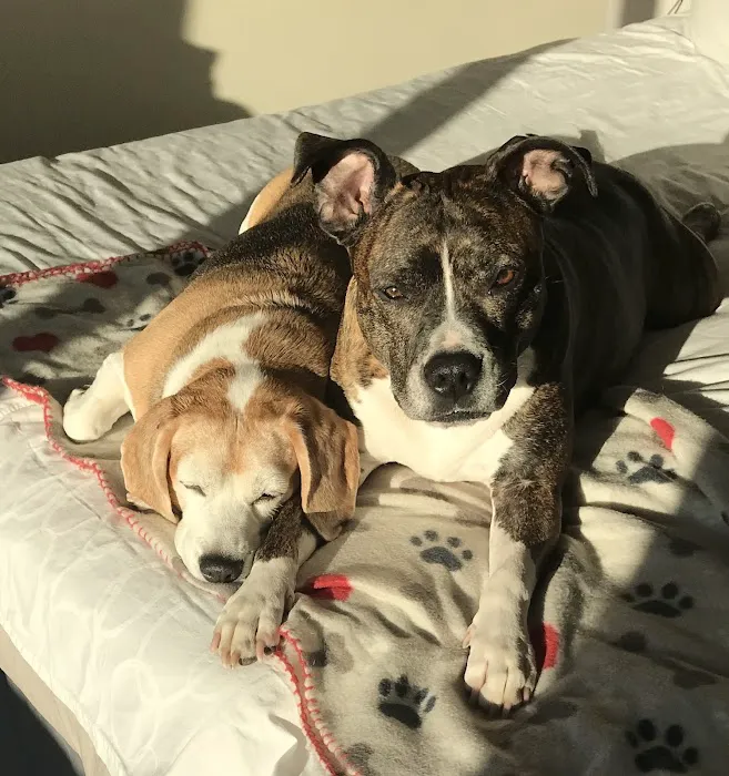 Banfield Pet Hospital 5