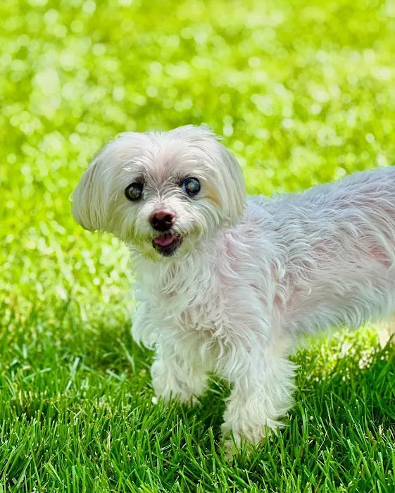New England Veterinary Ophthalmology PLLC 1