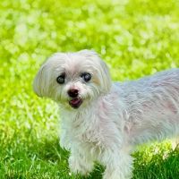 New England Veterinary Ophthalmology PLLC ico