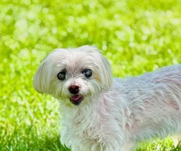 New England Veterinary Ophthalmology PLLC