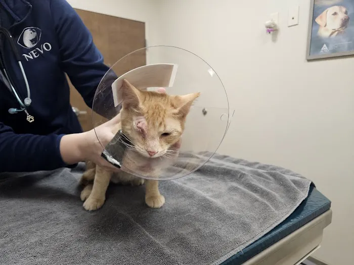 New England Veterinary Ophthalmology PLLC 6
