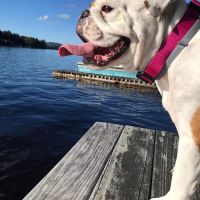 Veterinary Emergency Center of Manchester ico