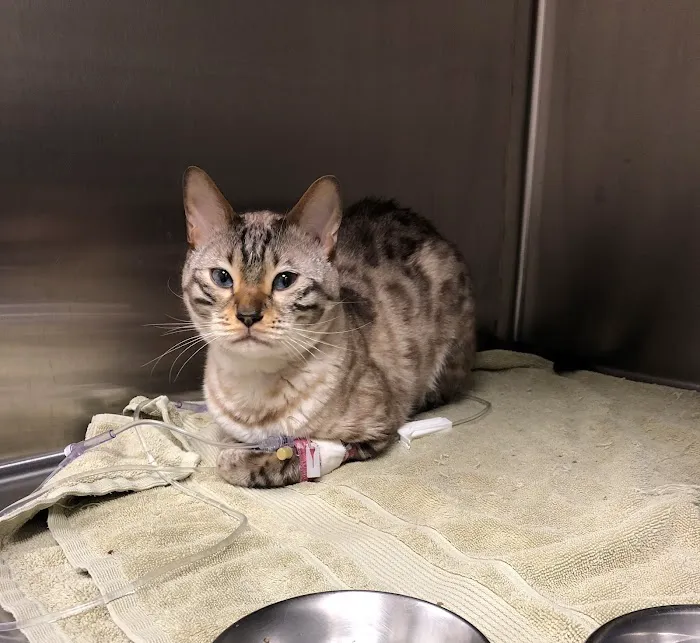 Veterinary Emergency Center of Manchester 8