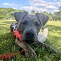 Banfield Pet Hospital ico