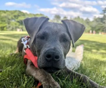 Banfield Pet Hospital