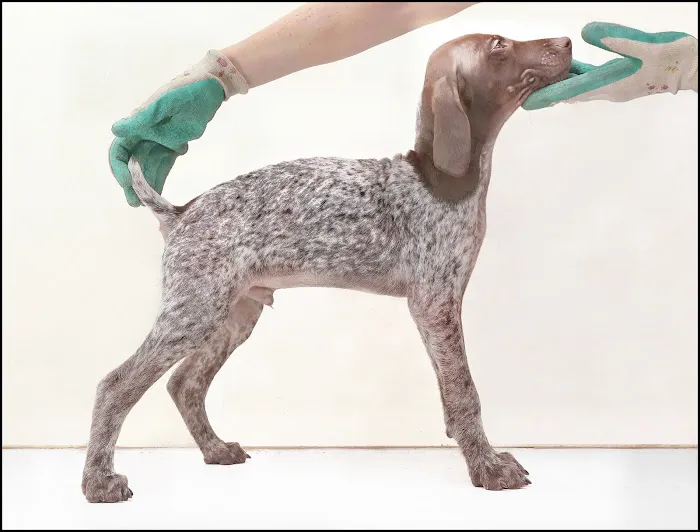 Vet Valet 1
