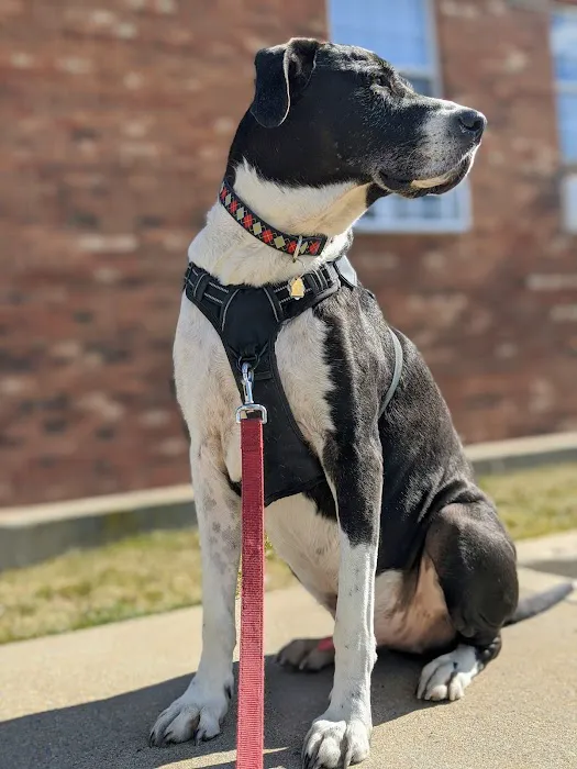 Chelmsford Animal Hospital 3