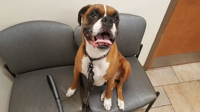 Chelmsford Animal Hospital 5
