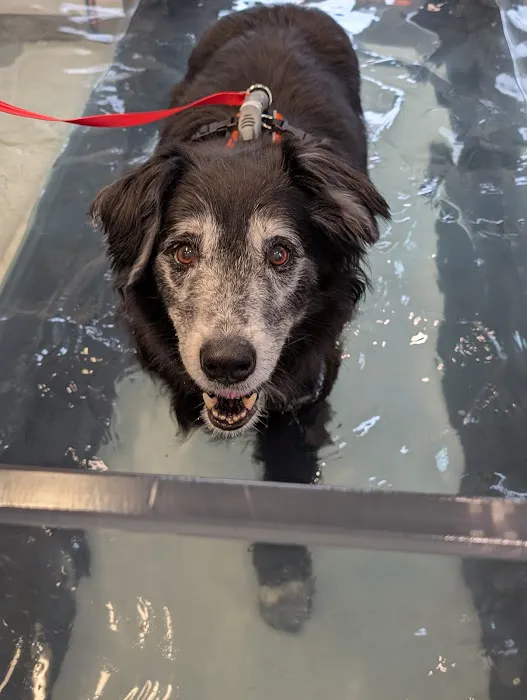 NH Pet Physical Rehabilitation Center 1