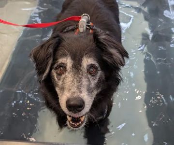 NH Pet Physical Rehabilitation Center