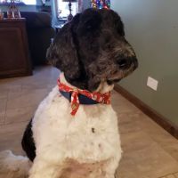 Lowell Road Veterinary Center ico